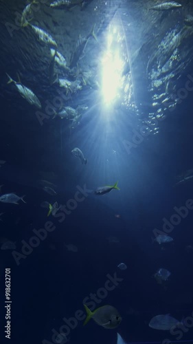 Wallpaper Mural There are many different fish, wildlife. The underwater world in the aquarium Torontodigital.ca