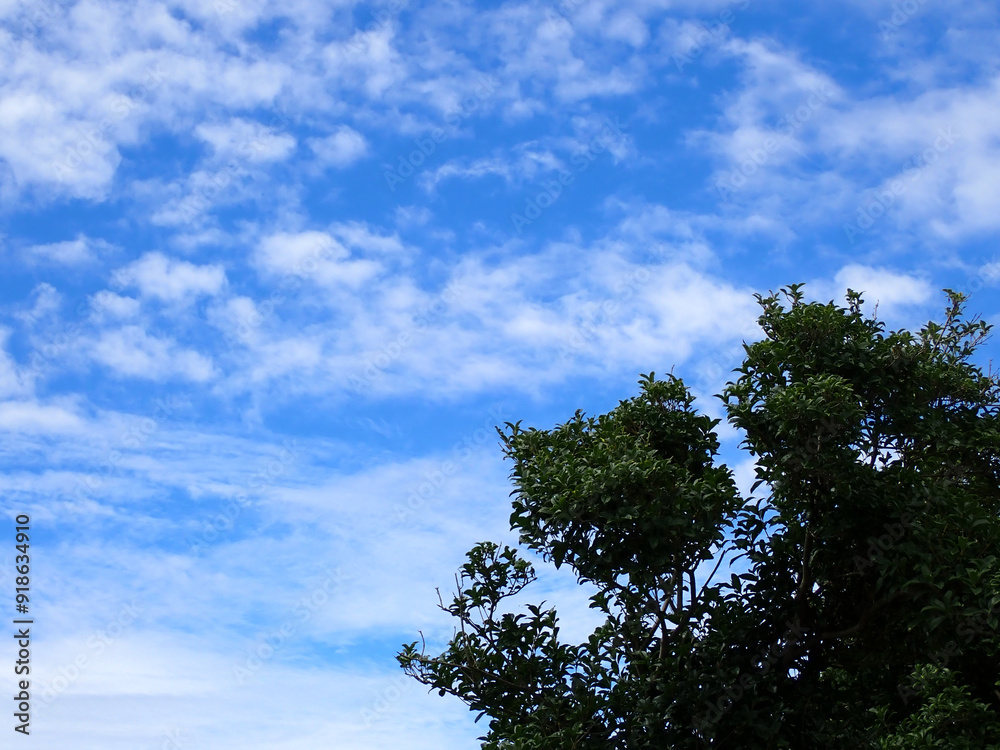 Obraz premium 青い夏空に浮かぶ白い雲と生い茂る緑