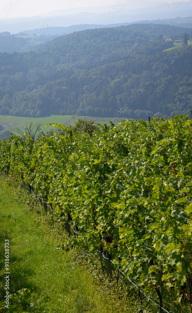 Naklejka premium View of ripening grapes in early autumn