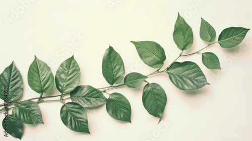 Cut out of fresh green leaves on a branch