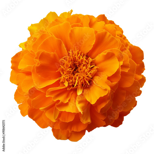 Marigold, isolated on white background