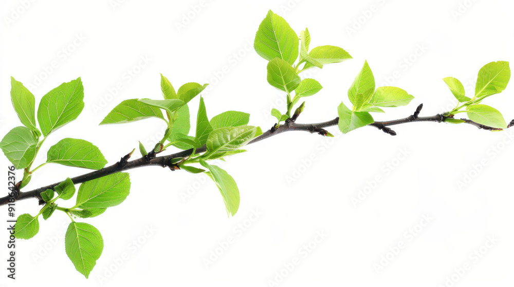 Fresh green foliage on a branch, cut out Fresh green foliage on a branch, cut out