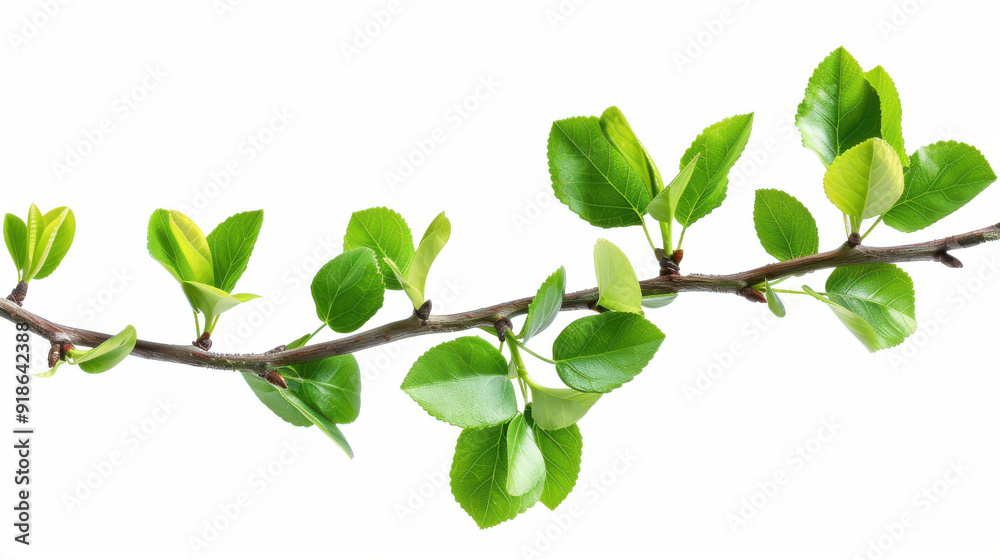 Fresh green foliage on a branch, cut out Fresh green foliage on a branch, cut out