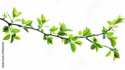 Fresh green foliage on a branch, cut out