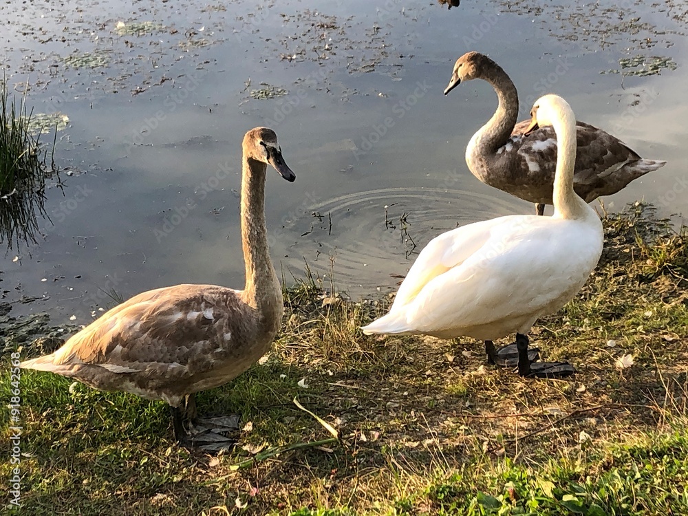 Obraz premium family of swans