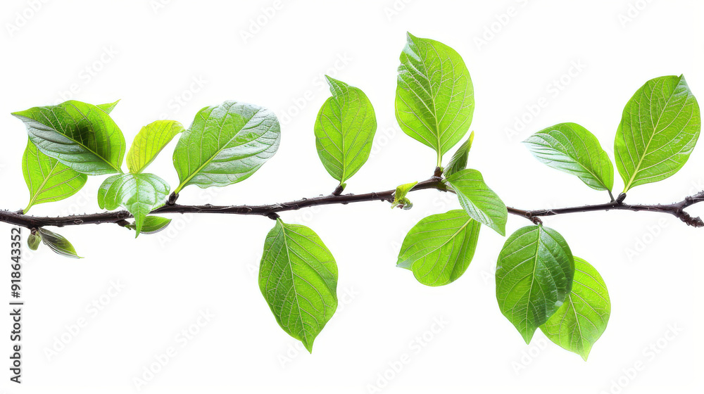 Fototapeta premium Green leaves on a branch, isolated, cut out