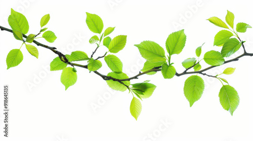 Wallpaper Mural Isolated branch with fresh green leaves Torontodigital.ca
