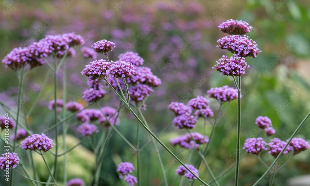 Obraz premium Tall insect-friendly purple verbena flowers photographed in summer at Wisley garden, Surrey UK