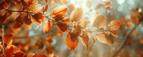 Sunlight filtering through autumn leaves