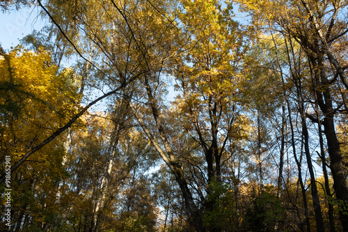 Autumn landscape with blue sky, bottom view. Background of autumn forest for publication, poster, screensaver, wallpaper, postcard, banner, cover, post. High quality photo