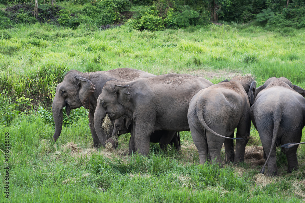 Asian baby elephant. A group of herd elephants under the protection of the adults in the herd. Popular Tourists travel and destination for visit the Elephant Family Village in Thailand. Asian baby elephant. A group of herd elephants under the protection of the adults in the herd. Popular Tourists travel and destination for visit the Elephant Family Village in Thailand.