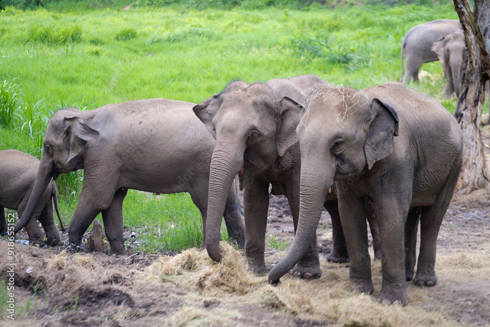 Fototapeta premium Asian baby elephant. A group of herd elephants under the protection of the adults in the herd. Popular Tourists travel and destination for visit the Elephant Family Village in Thailand.