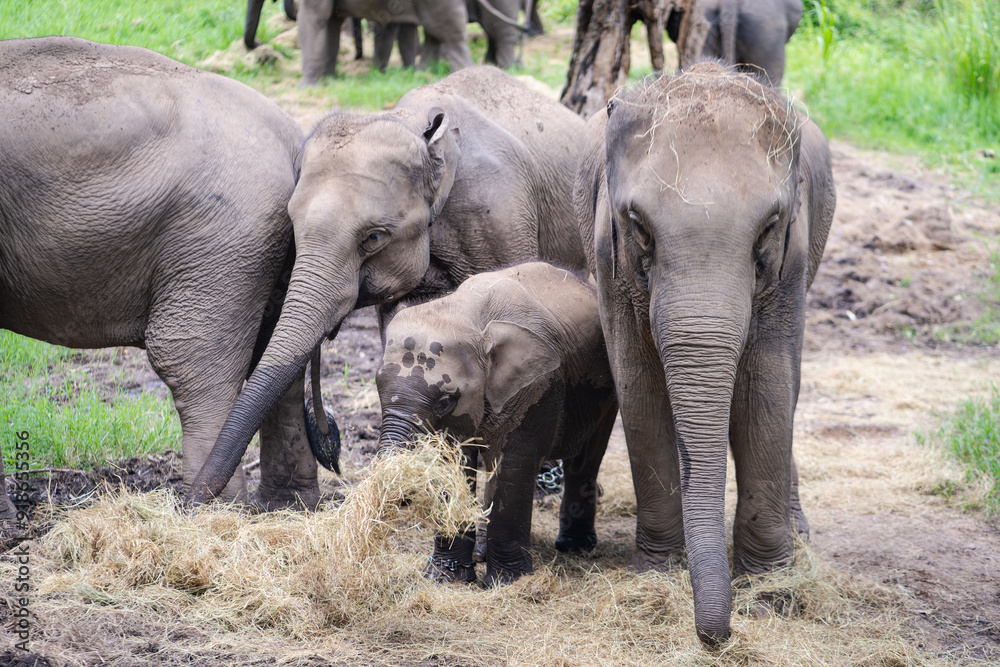 Fototapeta premium Asian baby elephant. A group of herd elephants under the protection of the adults in the herd. Popular Tourists travel and destination for visit the Elephant Family Village in Thailand.
