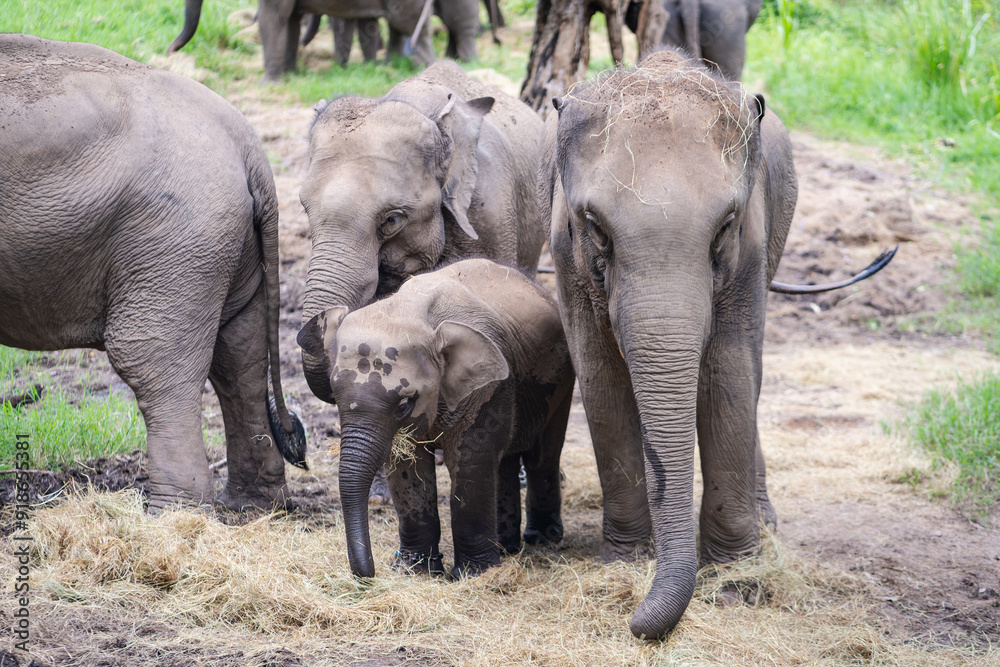 Fototapeta premium Asian baby elephant. A group of herd elephants under the protection of the adults in the herd. Popular Tourists travel and destination for visit the Elephant Family Village in Thailand.