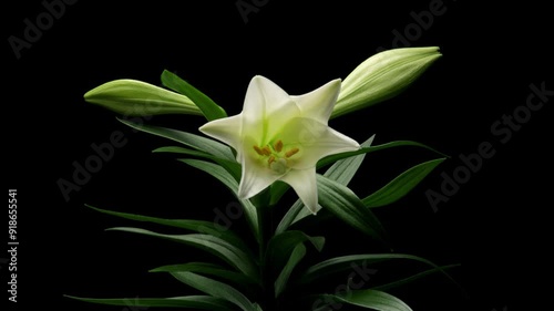 Time-lapse series of white Easter lily flowers blooming. Studio shot over black.