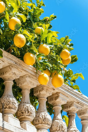 Bright ripe lemons on the tree on the blue sky background