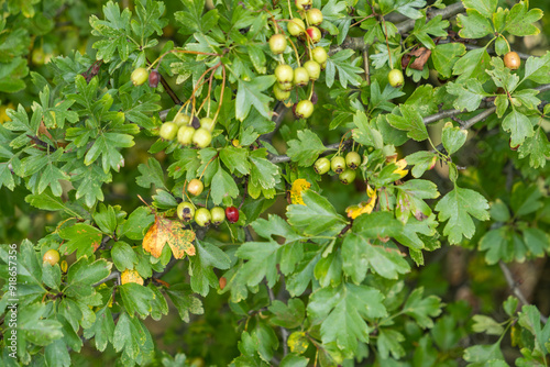 Green fruit of Crataegus monogyna, known as hawthorn or single-seeded hawthorn photo