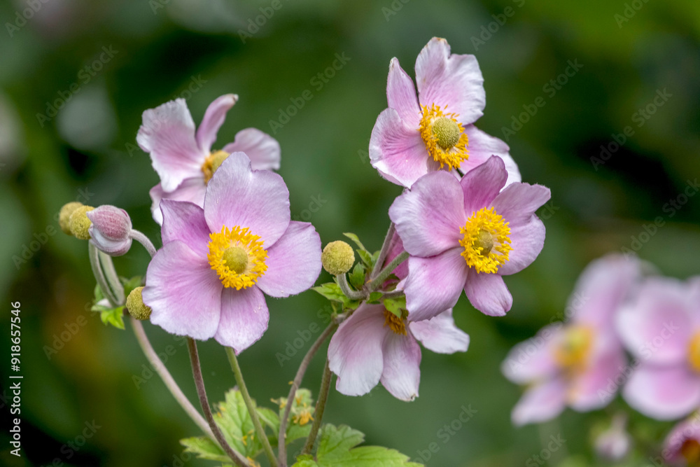 Herbstanemone (Anemone hupehensis) Herbstanemone (Anemone hupehensis)