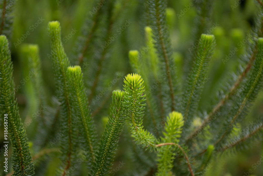 Close up Tropical Firmosses Genus Phlegmariurus Close up Tropical Firmosses Genus Phlegmariurus