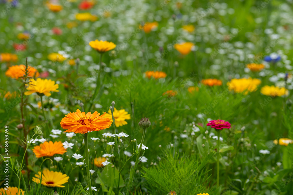 Variety of bee-friendly colourful wild flowers growing at Wisley garden, Surrey, UK. Variety of bee-friendly colourful wild flowers growing at Wisley garden, Surrey, UK.