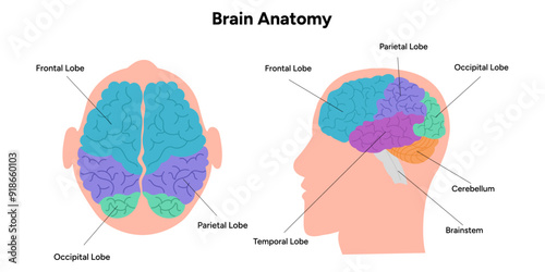 Brain anatomy areas parts functions. Cerebral cortex. Frontal, Somatosensory cortex, parietal, occiptal, temporal lobe. Colorful section infographic diagram