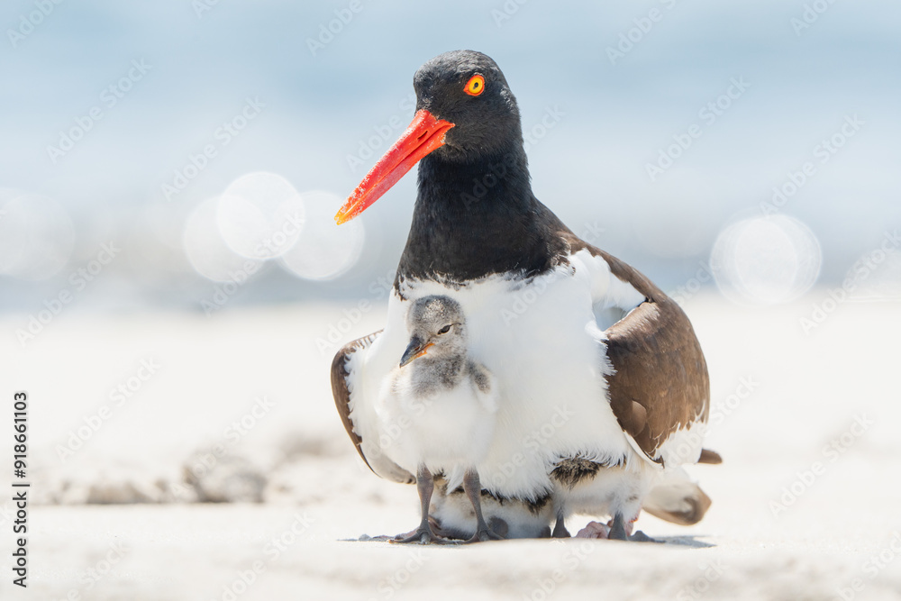 Obraz premium Oystercatcher and her chicks