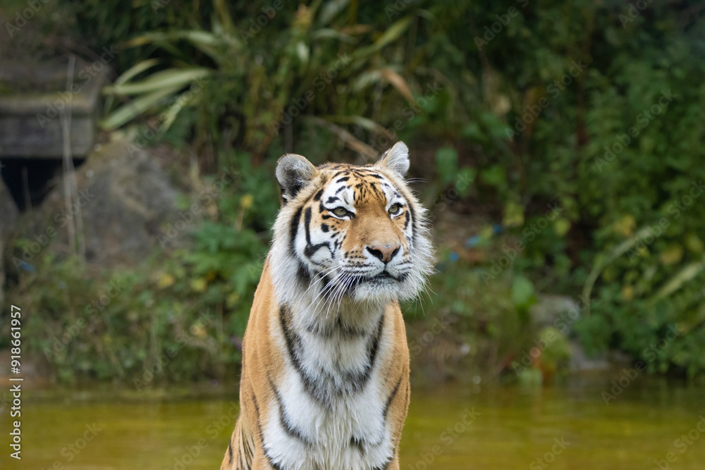 siberian tiger in the river siberian tiger in the river