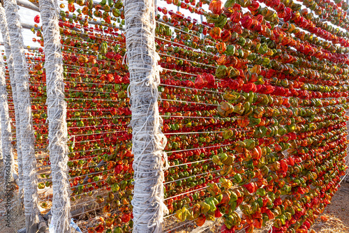 Pepper drying involves drying green peppers by exposing them to sunlight. Peppers are strung on strings and dried in the sun.  Gaziantep, Türkiye. photo