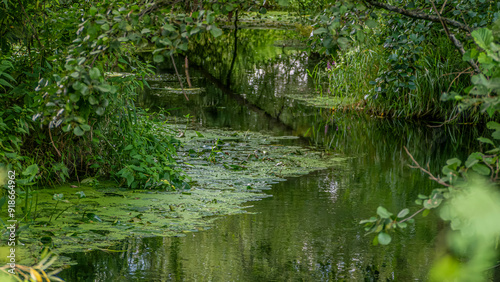 The Serene Calmness and Beauty of a Lush Green Stream Deep Within Natures Embrace