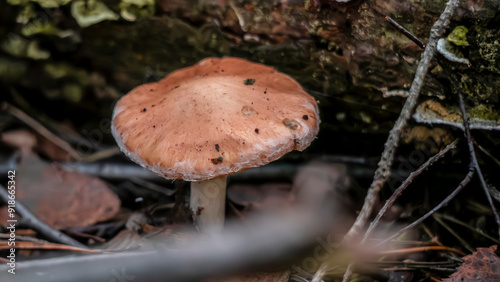 A Close Up View of a Mushroom Thriving in Its Natural Habitat During the Autumn Season