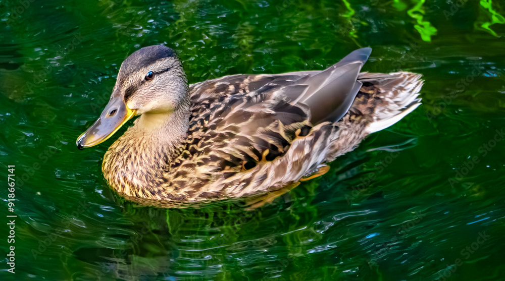 A Serene Duck is Swimming Gracefully in Clear Water That Reflects the Beauty of Nature A Serene Duck is Swimming Gracefully in Clear Water That Reflects the Beauty of Nature