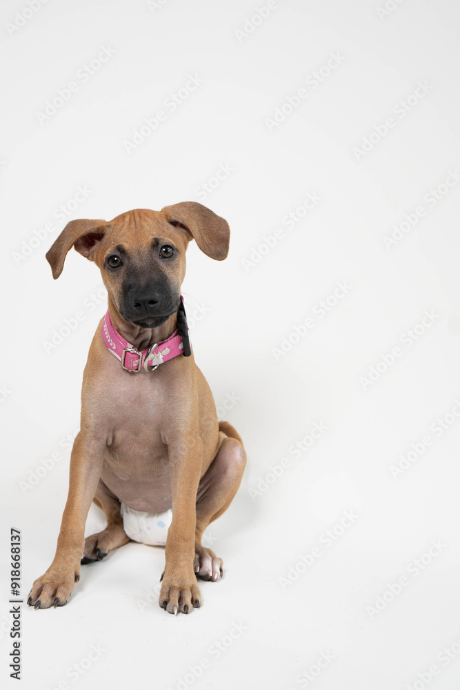 Playful Girl Dog with diaper Having Fun and posing in studio Playful Girl Dog with diaper Having Fun and posing in studio