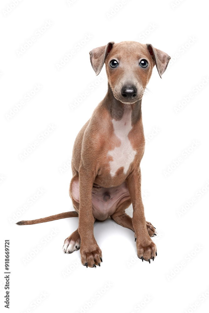 Charming brown Italian Greyhound Puppy Posing Against a White Background Charming brown Italian Greyhound Puppy Posing Against a White Background