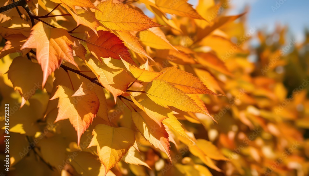 Autumn Leaves Close Up. Autumn Leaves Close Up.