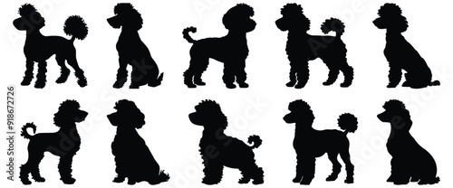 Poodle silhouettes set, dog pack of vector silhouette design, isolated background
