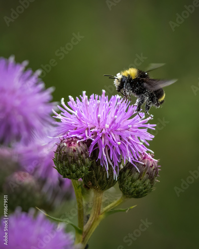A bumble bee on a thistle flower