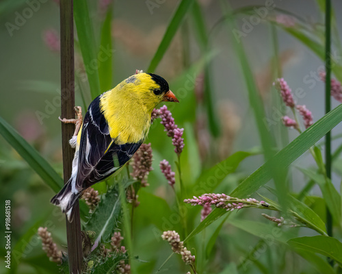 American goldfinch