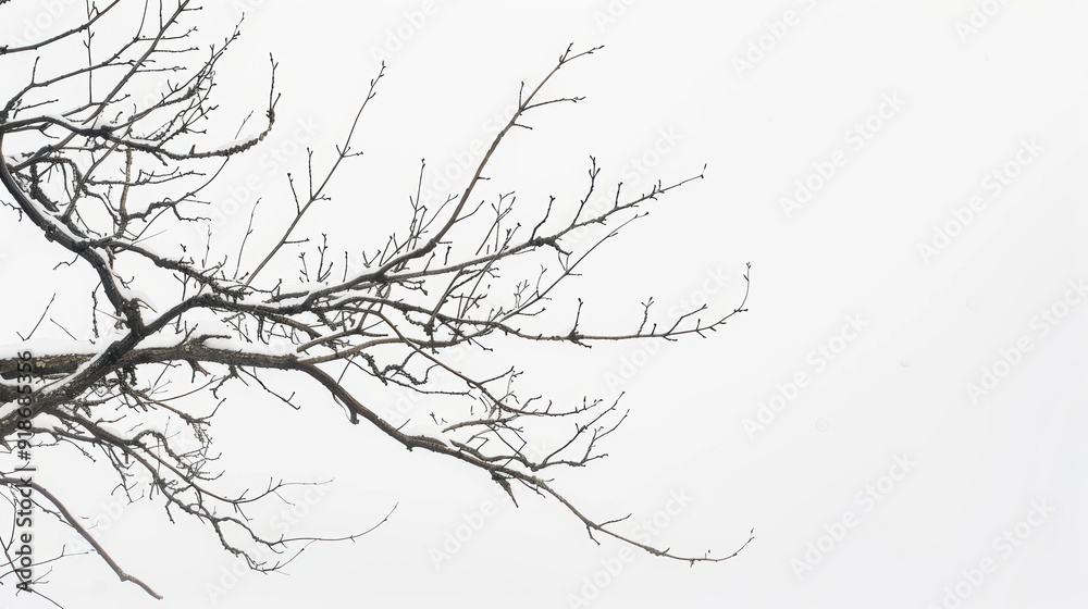 Fototapeta premium Snow-covered tree branch under a wintry sky, capturing the tranquil beauty of nature's frosty embrace