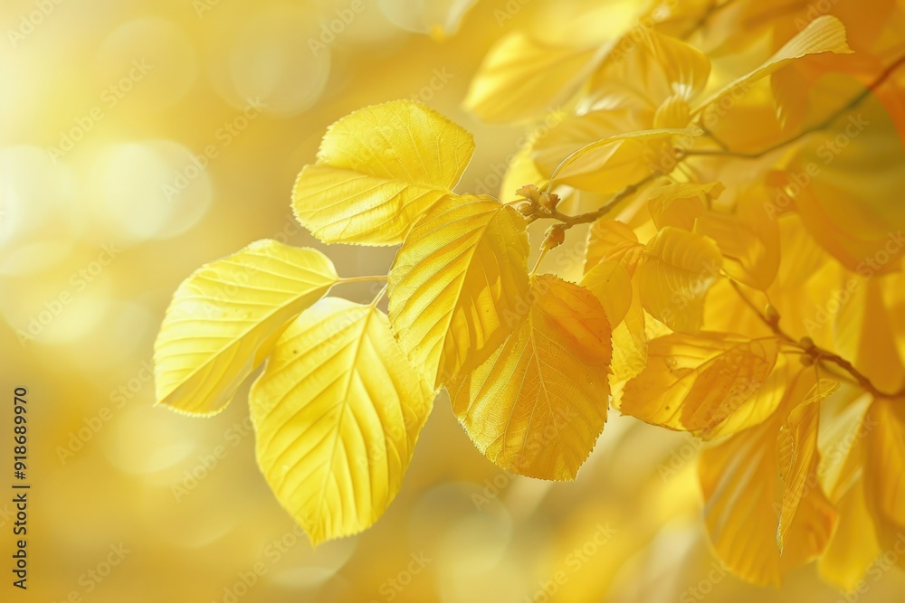 A close-up shot of a branch with bright yellow leaves A close-up shot of a branch with bright yellow leaves
