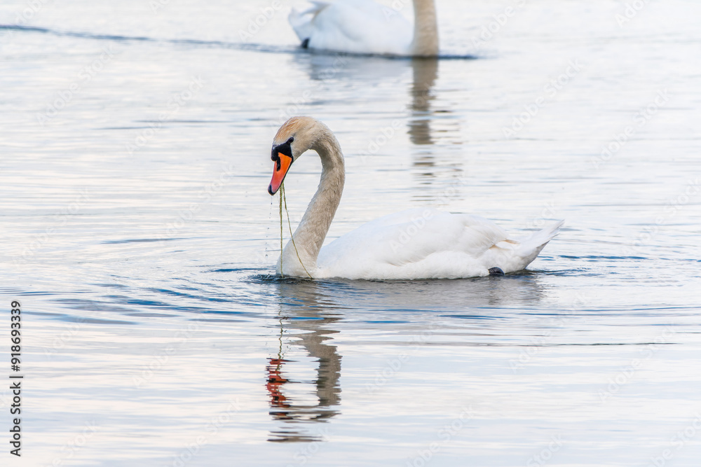 Fototapeta premium Graceful white Swan swimming in the lake, swans in the wild. Portrait of a white swan swimming on a lake.