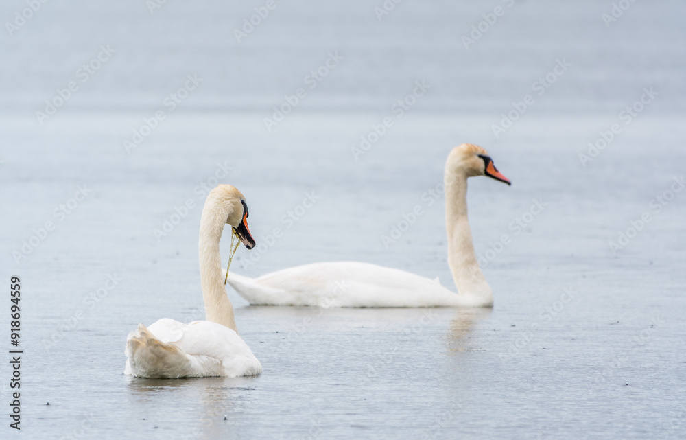 Two Graceful white Swans swimming in the lake, swans in the wild Two Graceful white Swans swimming in the lake, swans in the wild
