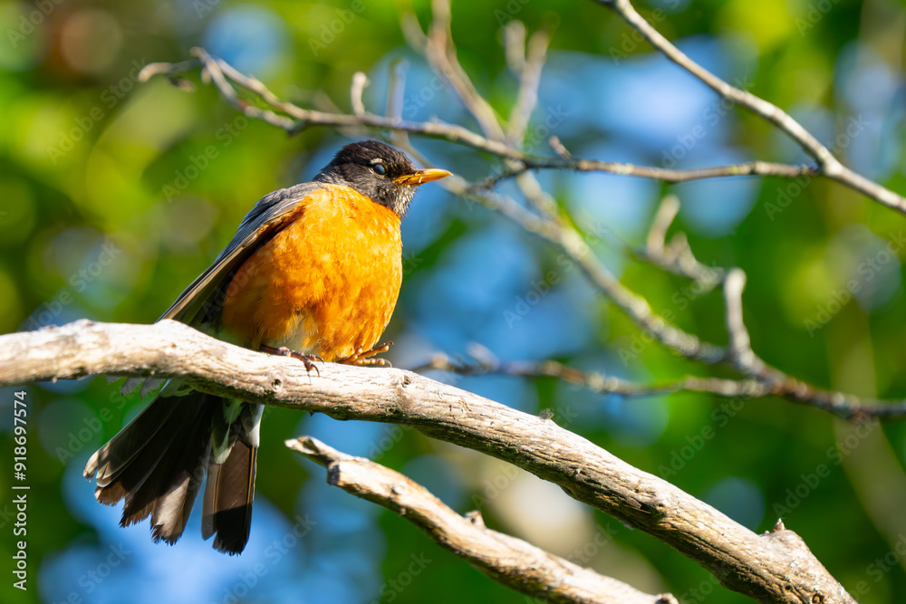 American Robin Collecting Meal for Nestlings American Robin Collecting Meal for Nestlings