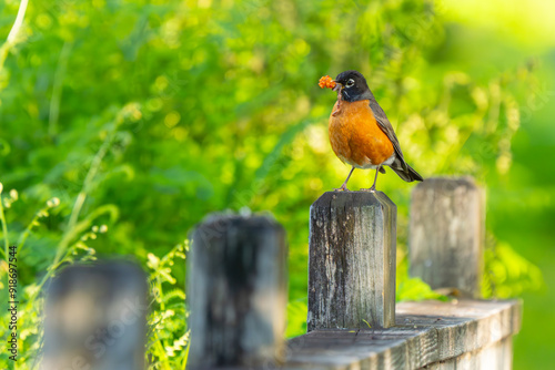 American Robin Collecting Meal for Nestlings photo