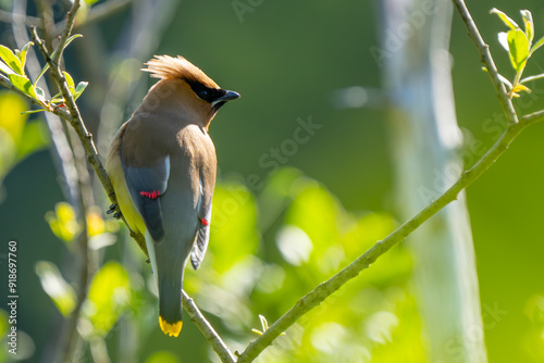 Handsome Cedar Waxwing Bird in Backlit Conditions
