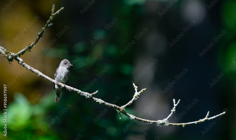 Western Wood-Peewee Bird Pauses Between Insect Hunts Western Wood-Peewee Bird Pauses Between Insect Hunts