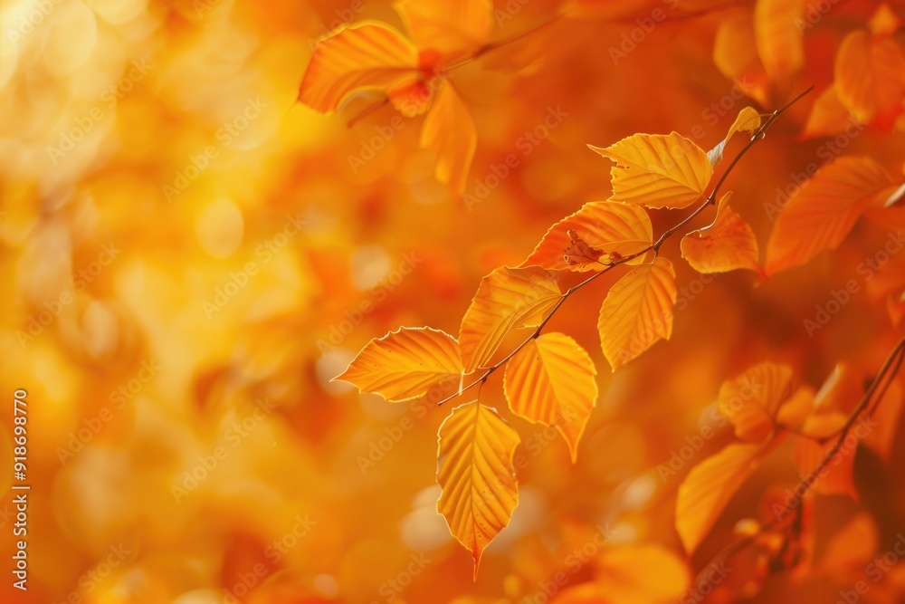 A close-up shot of a tree branch with bright yellow leaves