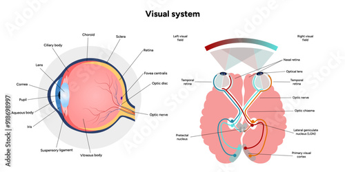 Suprachiasmatic nucleus of hypothalamus. Human visual system pathway cortex diagram. Right and left visual cortex and eye anatomy