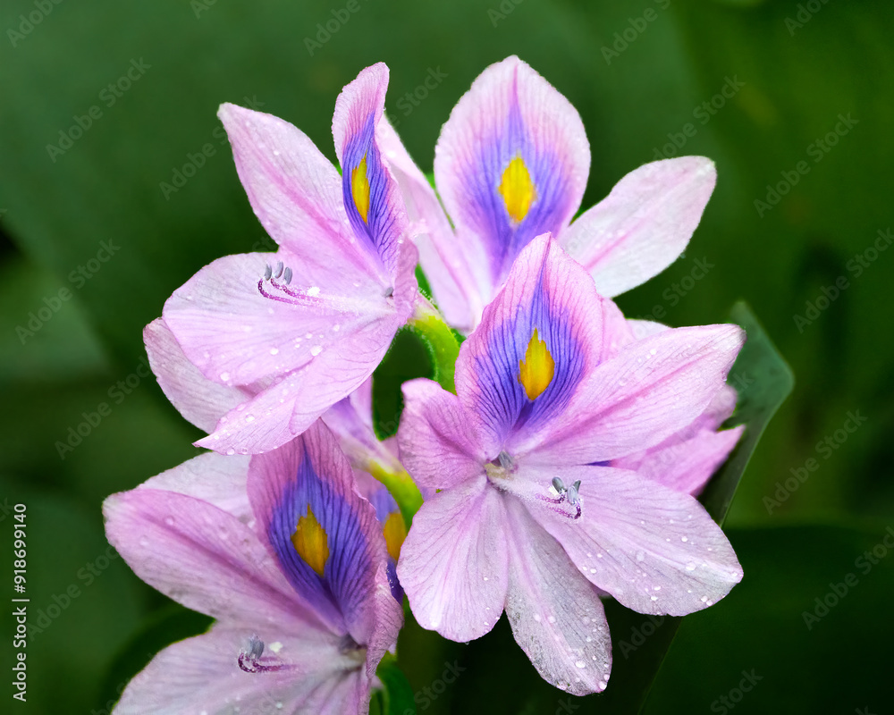 Common water hyacinth, Pontederia crassipes, acquatic plant blooming in Black Bayou National Wildlife Refuge, Monroe, LA. Common water hyacinth, Pontederia crassipes, acquatic plant blooming in Black Bayou National Wildlife Refuge, Monroe, LA.