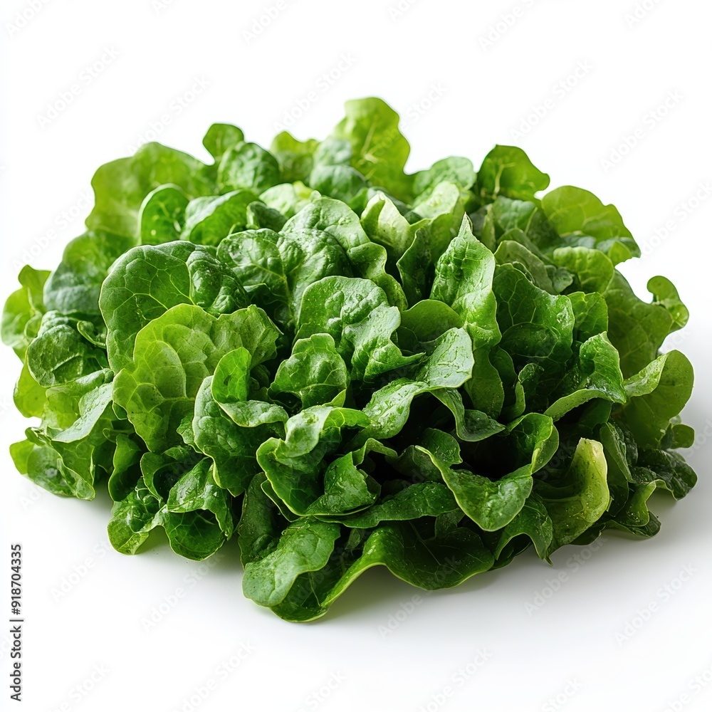 A fresh, vibrant green lettuce head isolated on a white background, health and salad. A fresh, vibrant green lettuce head isolated on a white background, health and salad.