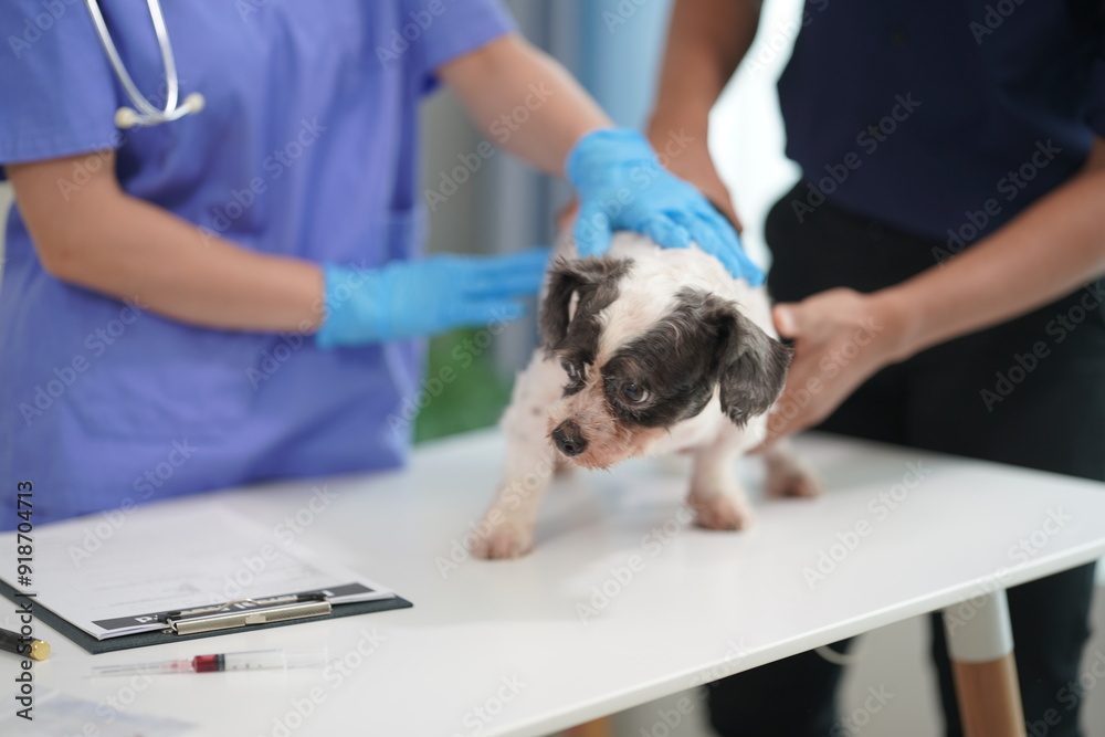 A friendly male veterinarian in uniform examines a Shih Tzu dog while his female assistant takes care of the animals in the veterinary clinic. Pet examinations, testing and in-office vaccinations A friendly male veterinarian in uniform examines a Shih Tzu dog while his female assistant takes care of the animals in the veterinary clinic. Pet examinations, testing and in-office vaccinations